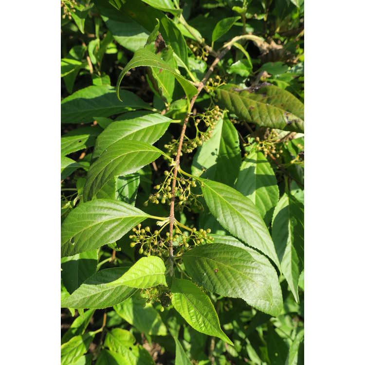 Callicarpa japonica var. luxurians - Japanese beautyberry