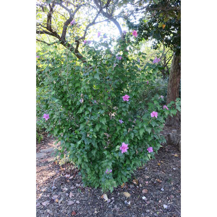 Hibiscus syriacus 'Boule de Feu' - rose-of-Sharon