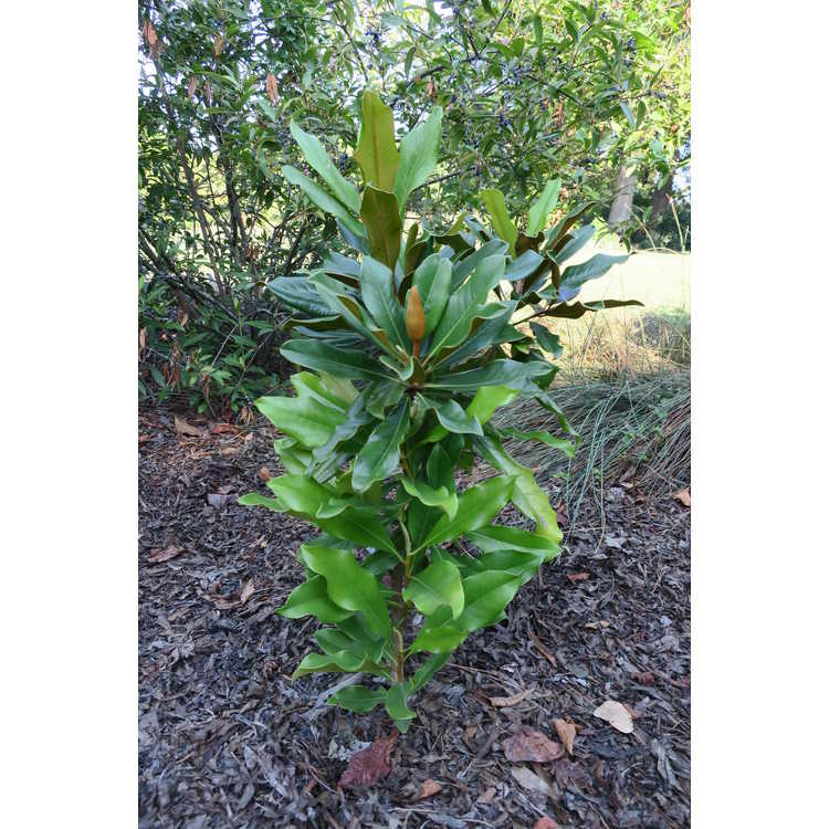 <em>Magnolia grandiflora</em> 'STRgra' ×<em> M. grandiflora</em> 'Kay Parris'