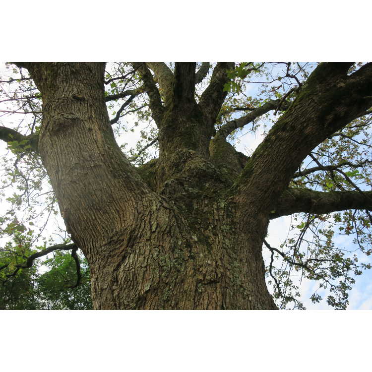 <em>Quercus stellata</em>