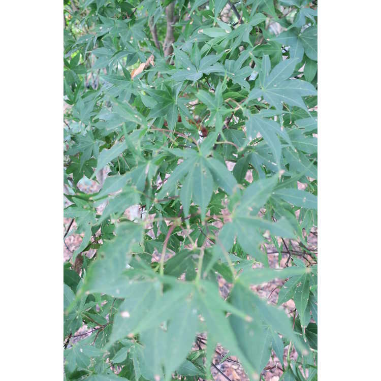 Acer palmatum 'Scolopendrifolium' - green narrowleaf Japanese maple