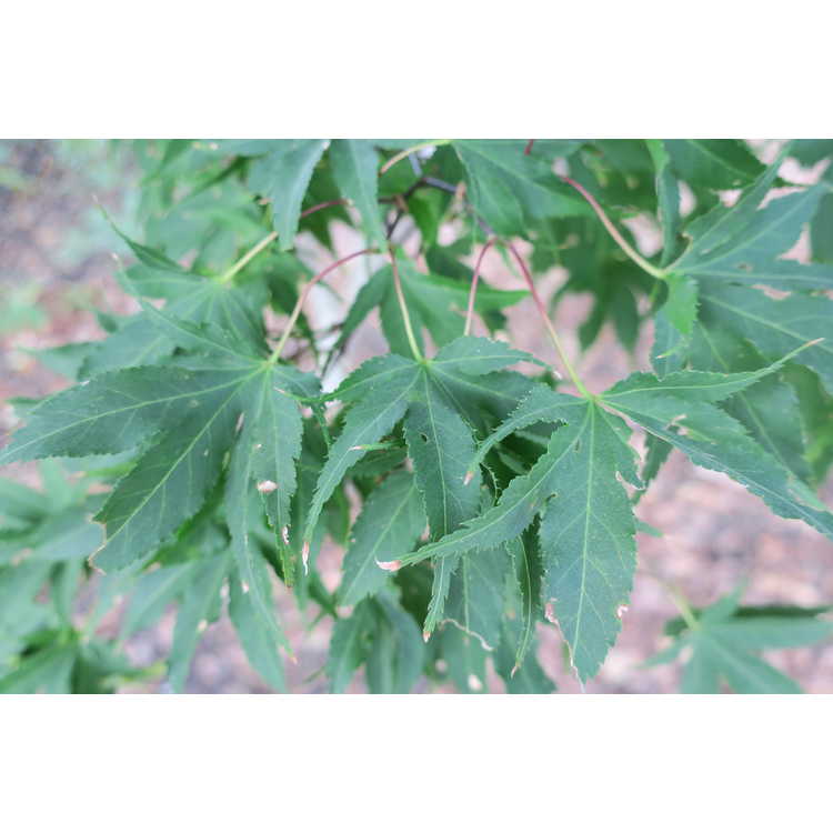 Acer palmatum 'Scolopendriifolium'