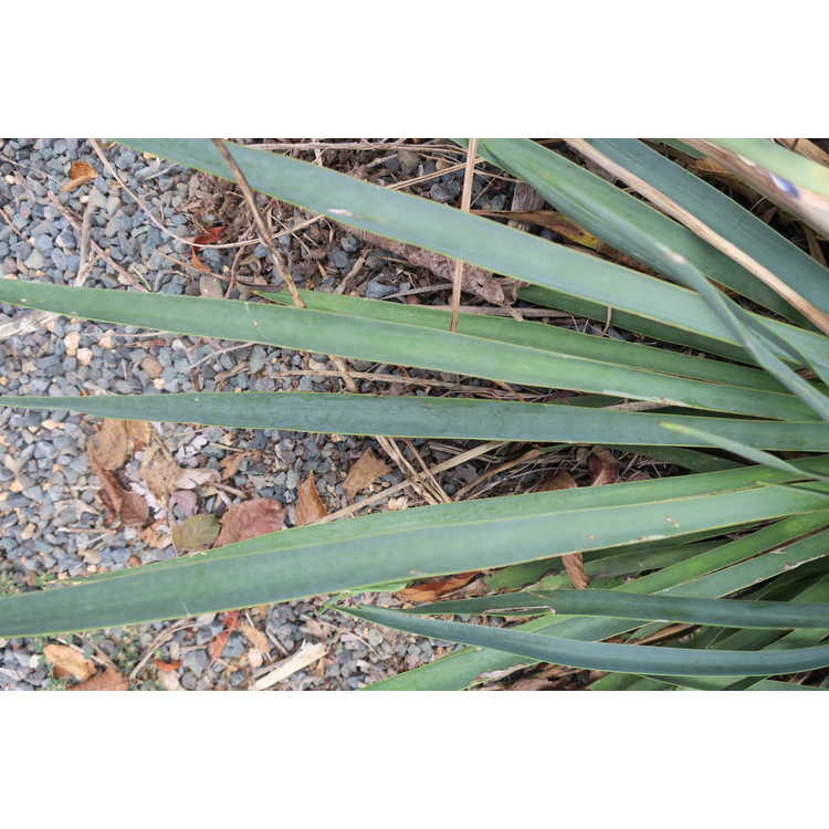 Yucca flaccida 'Blue Sentry' - weak-leaf yucca