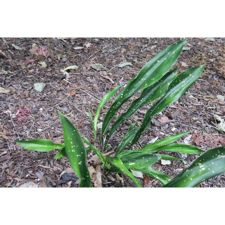 Ruscaceae