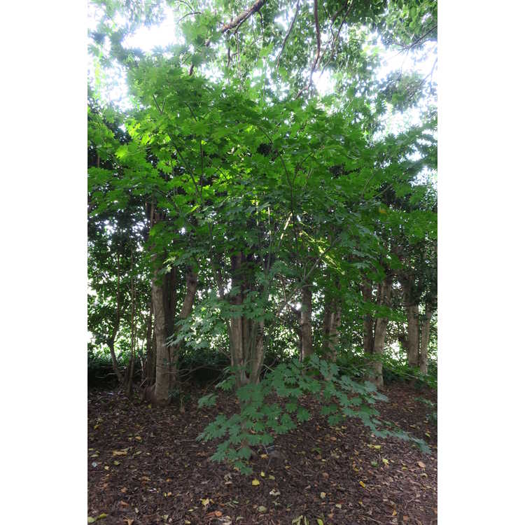 Acer pseudosieboldianum subsp. takesimense - Takeshima maple