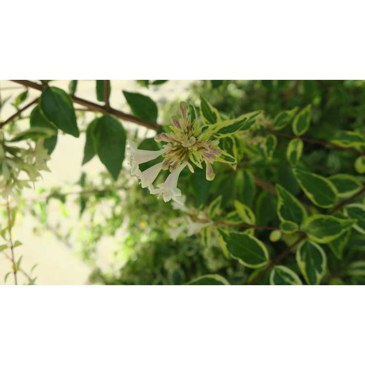 Abelia ×grandiflora 'Hopleys' - Miss Lemon Miss Lemon variegated glossy abelia