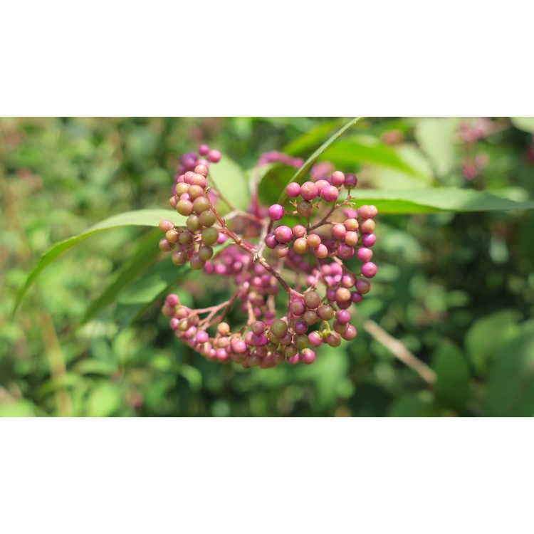 Callicarpa 'Purple Pearls' - beautyberry