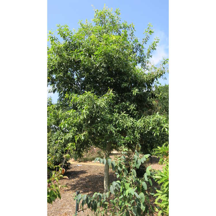 <em>Quercus sartorii</em>