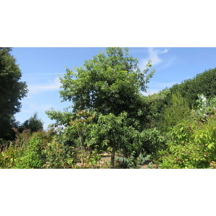 <em>Quercus sartorii</em>
