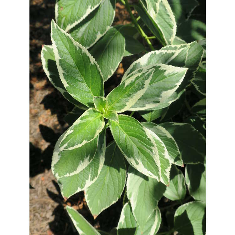 Hydrangea macrophylla ('Mariesii Variegata' new sport) - variegated French hydrangea
