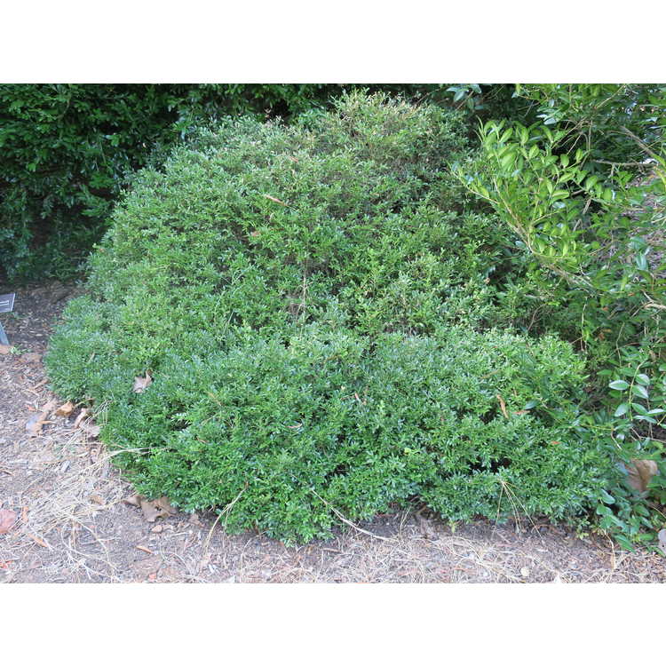 Buxus sinica var. insularis 'Wintergreen' - Korean boxwood