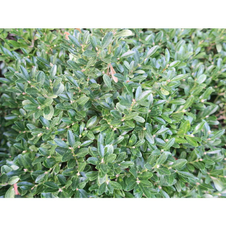 Buxus sinica var. insularis 'Wintergreen' - Korean boxwood