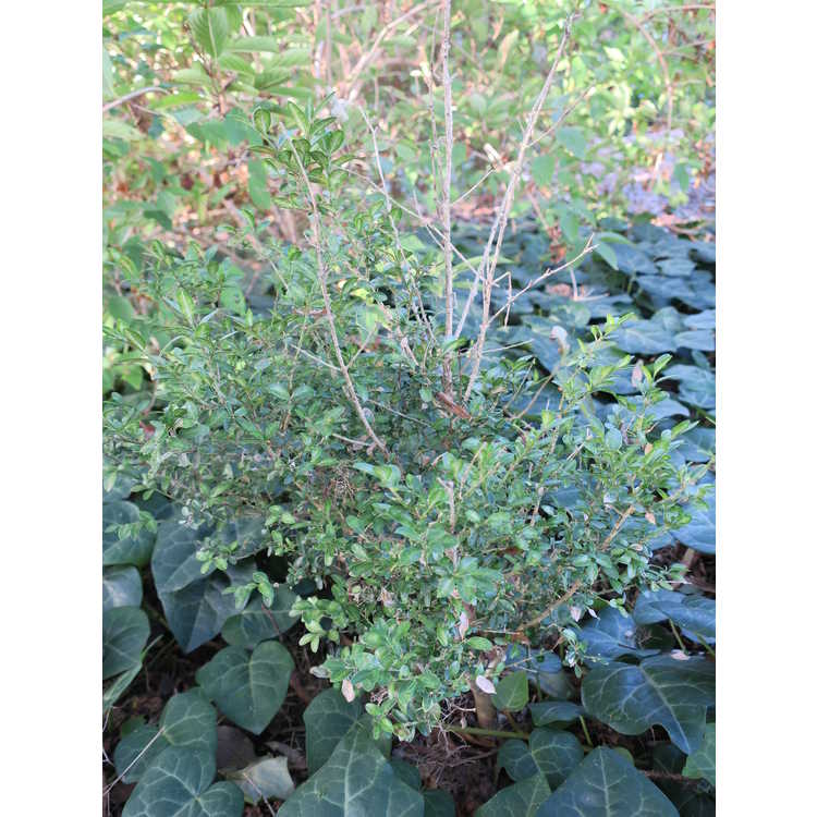 Buxus sempervirens 'Butterworth'