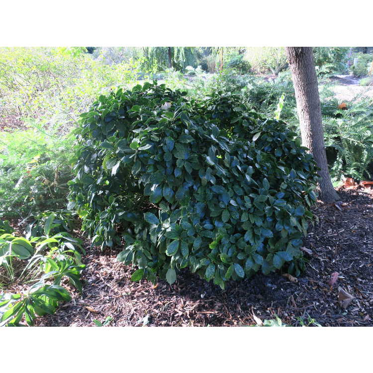 Aucuba japonica 'Shilpot' - Pepperpot variegated Japanese aucuba