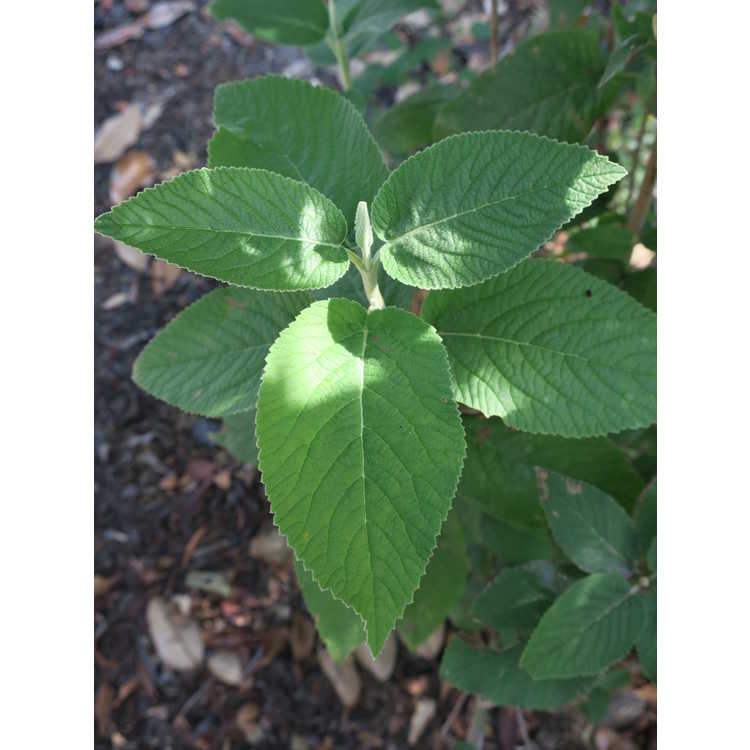 Viburnum corylifolium - hazel-leaf viburnum