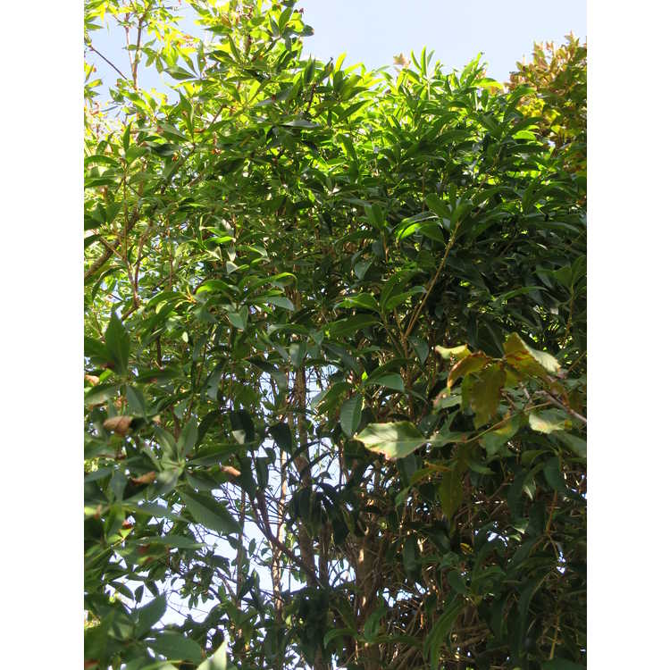 Osmanthus fragrans f. aurantiacus 'Conger Yellow'