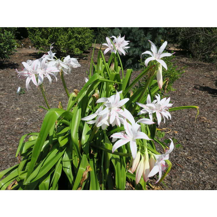 Crinum ×digweedii - hybrid crinum-lily