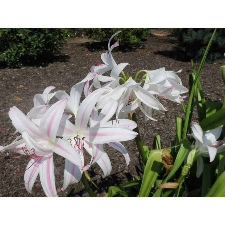 Crinum ×digweedii - hybrid crinum-lily