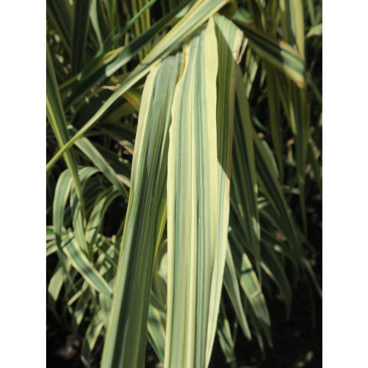 Arundo donax 'Peppermint Stick' - variegated giant reed