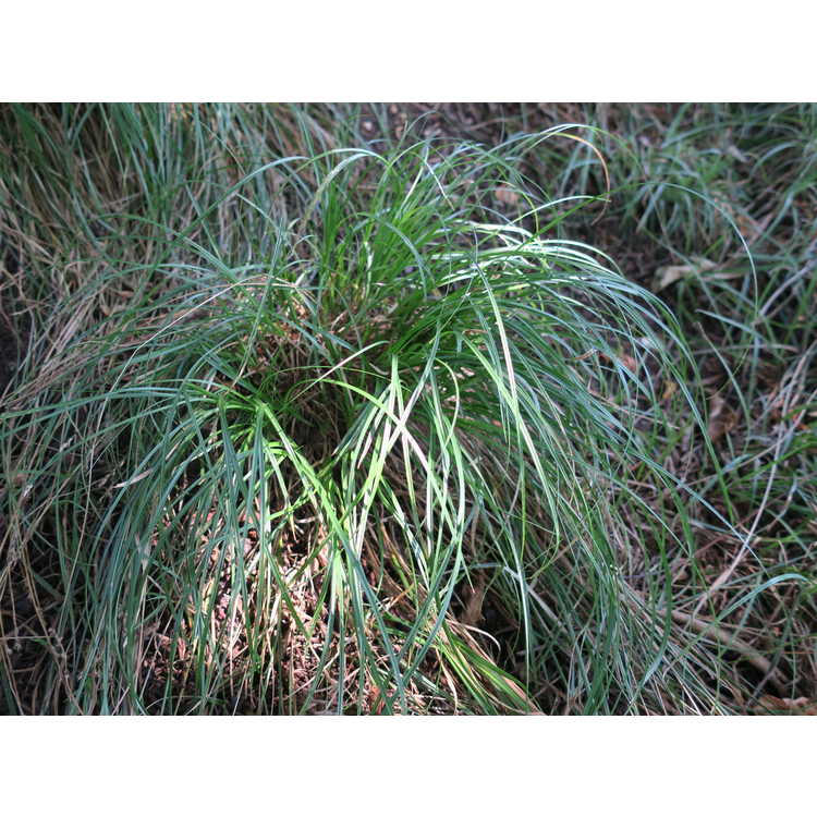 Carex flacca - carnation grass