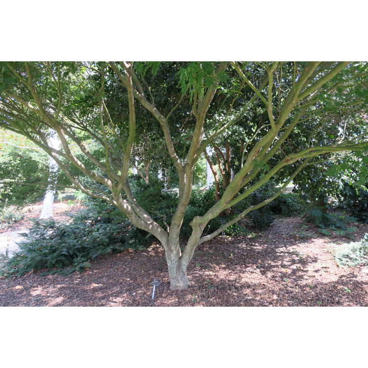 Acer palmatum 'Wou Nishiki'
