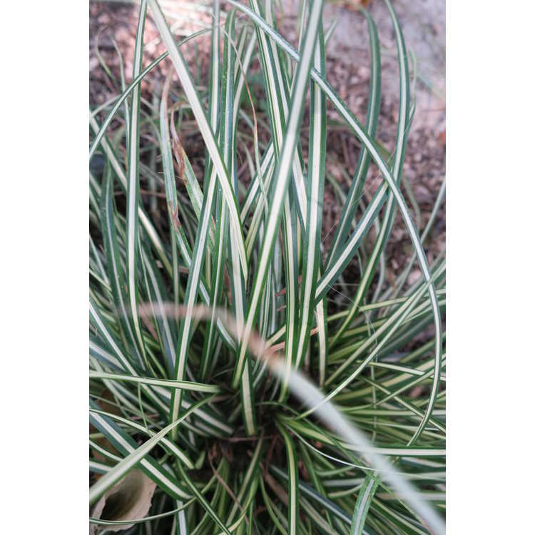 Carex oshimensis 'Carfit01' - Evercolor Everest white variegated Japanese sedge