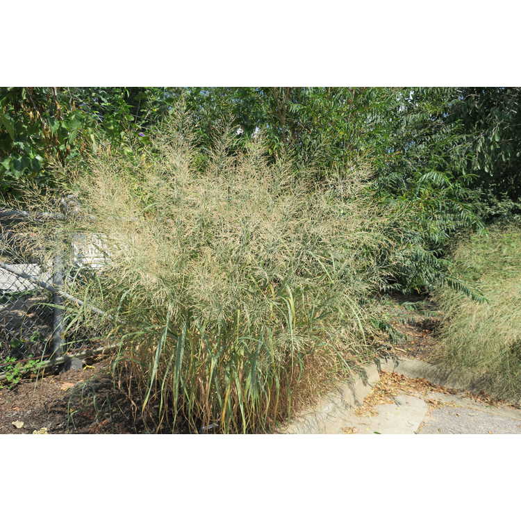 Panicum virgatum 'Heavy Metal' - common switch grass