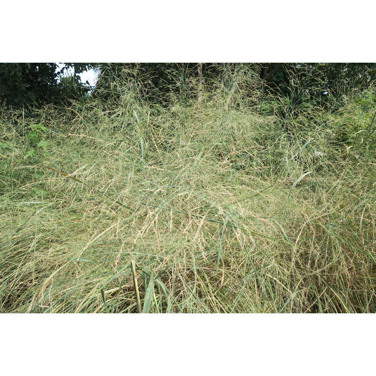 Panicum virgatum 'Cloud Nine' - common switch grass
