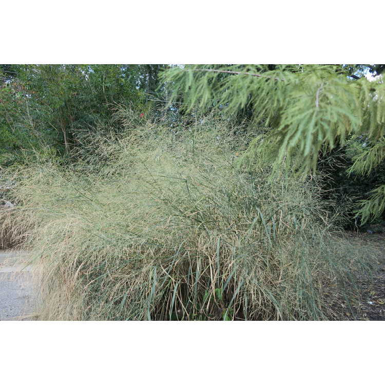 Panicum virgatum 'Cloud Nine' - common switch grass
