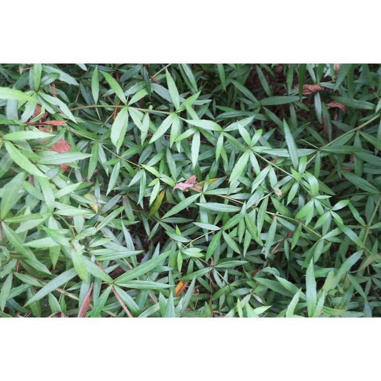 Berberis ×wisleyensis - Wisley barberry