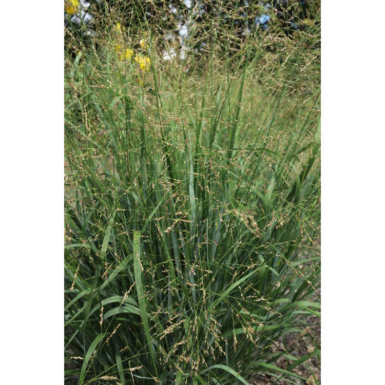 Panicum 'Cape Breeze' - dwarf switch grass