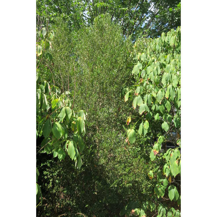 Buxus wallichiana - Himalayan boxwood