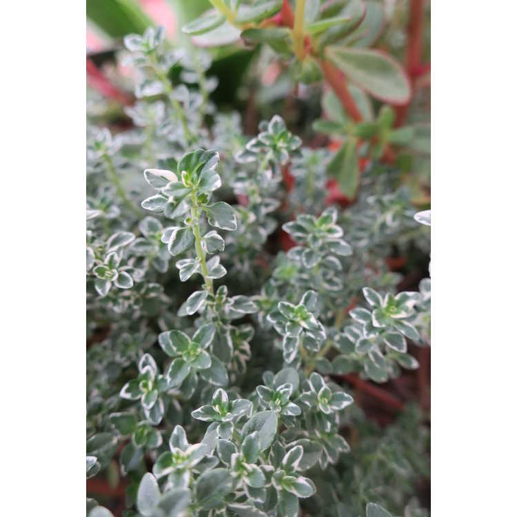 Thymus ×citriodorus 'Argenteus' - silver lemon thyme