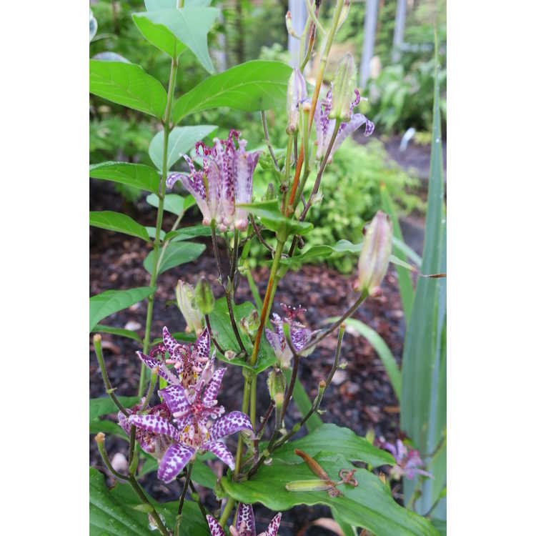 Tricyrtis 'White Waves' - variegated toad lily