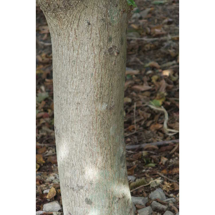 Carpinus betulus 'Dervaesii'