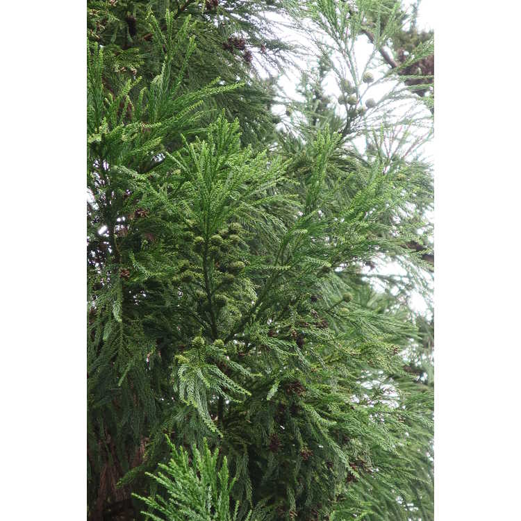 Cryptomeria japonica 'Winter Mint' - Japanese-cedar