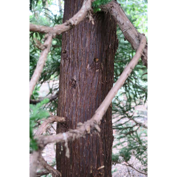 Cryptomeria japonica 'Black Dragon' - compact Japanese-cedar