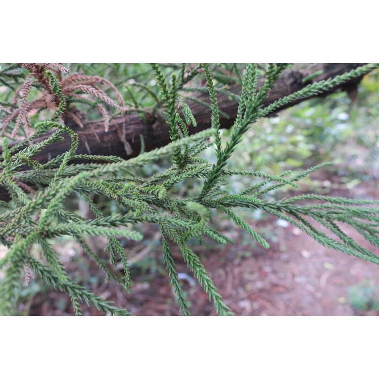 Cryptomeria japonica 'Gracilis' - slender Japanese-cedar