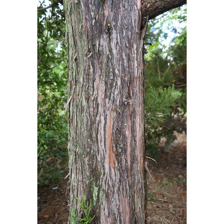 Cryptomeria japonica 'Gracilis' - slender Japanese-cedar