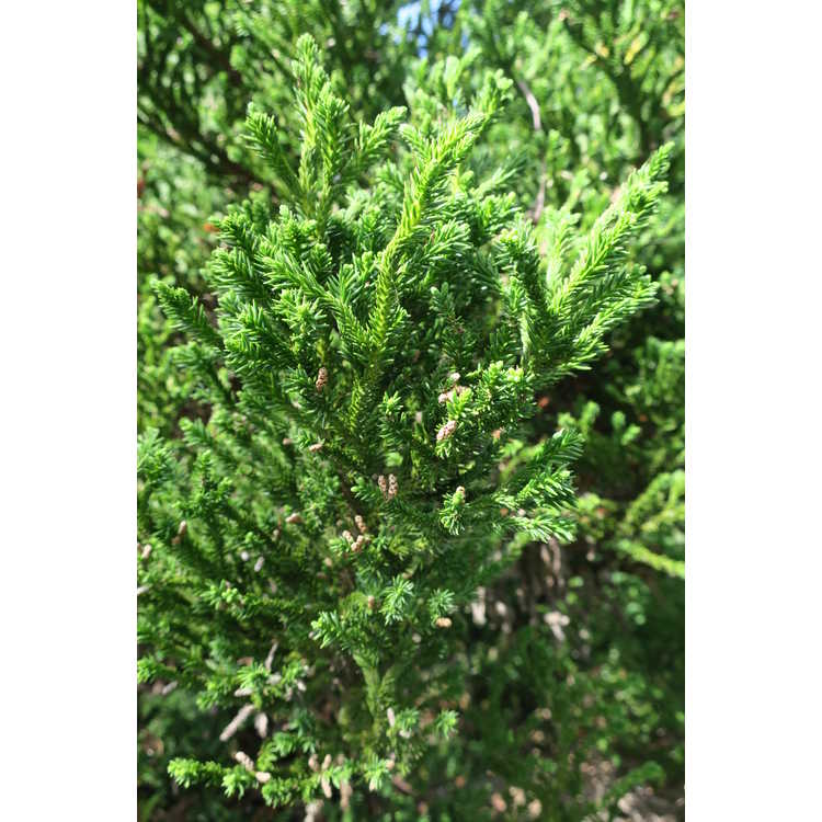 Cryptomeria japonica 'Nana' - dwarf Japanese cedar