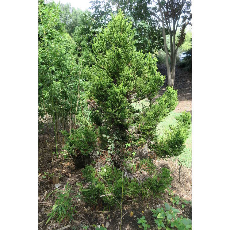 Cryptomeria japonica 'Nana' - dwarf Japanese cedar