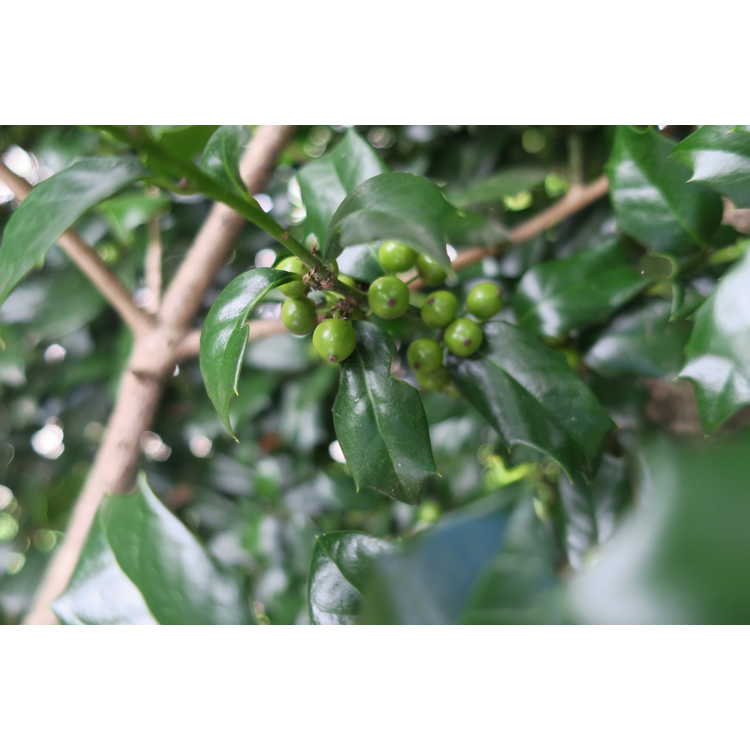 Ilex 'Carolina Sentinel' - NCSU hybrid evergreen holly