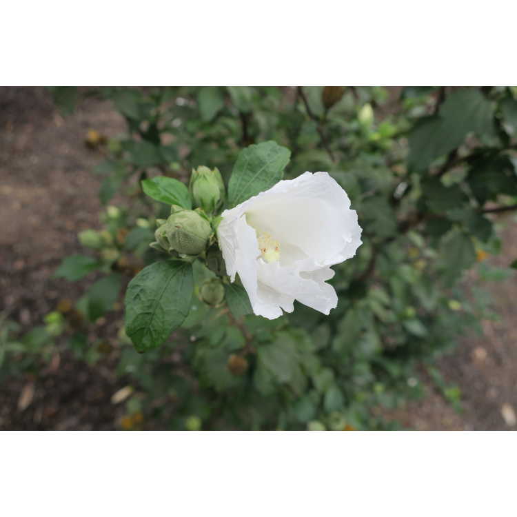 Hibiscus syriacus 'Buddha Belly' - rose-of-Sharon