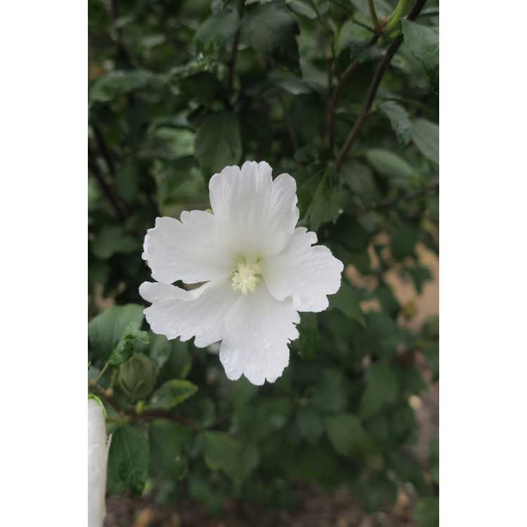 Hibiscus syriacus 'Buddha Belly' - rose-of-Sharon
