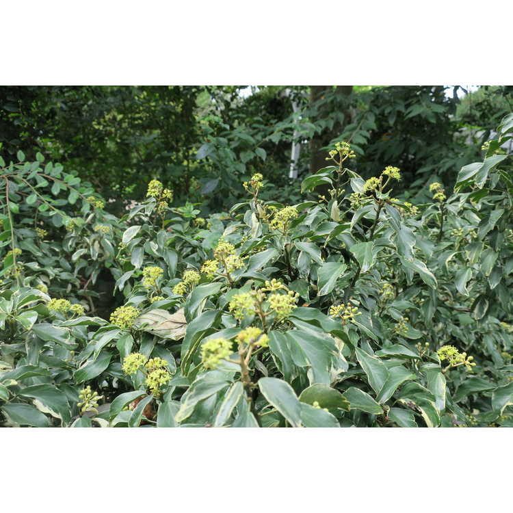 Hedera rhombea 'Creme de Menthe' - variegated adult Japanese ivy
