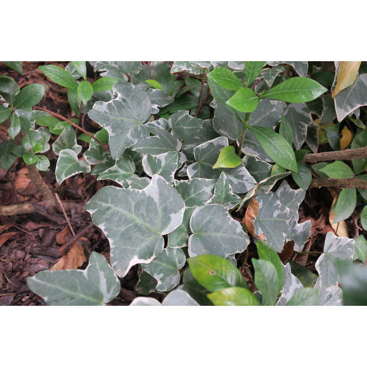 variegated English ivy