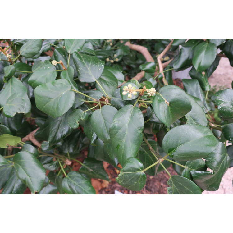 Hedera colchica (adult form) - Colchis ivy