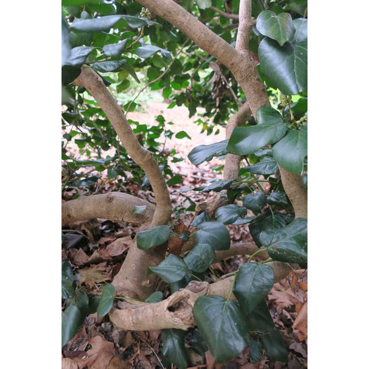 Hedera colchica (adult form) - Colchis ivy