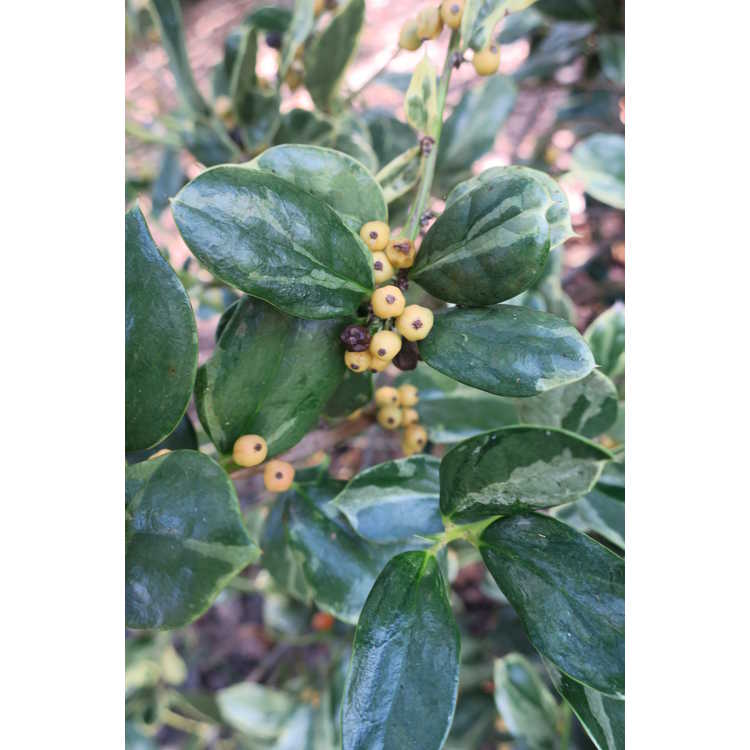 variegated single spine Chinese holly