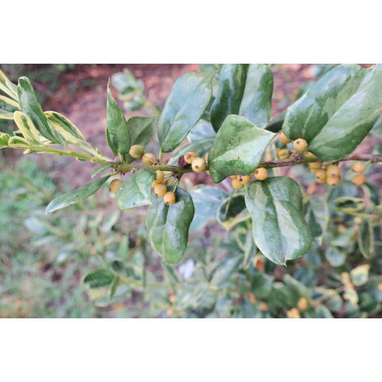 Ilex cornuta ('Willowleaf' variegated)